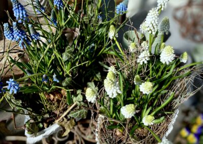 Körbchen Mit Muscari Traubenhyazinthen