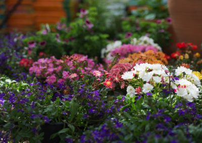 Blumen in allen Farben bei Mehnert