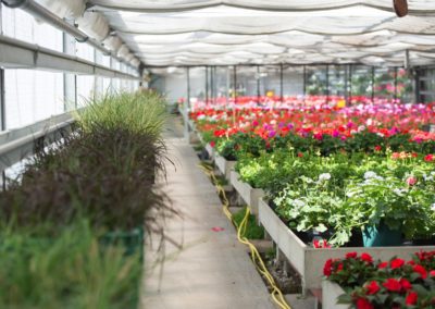 Blumen und Gräser im Gewächshaus
