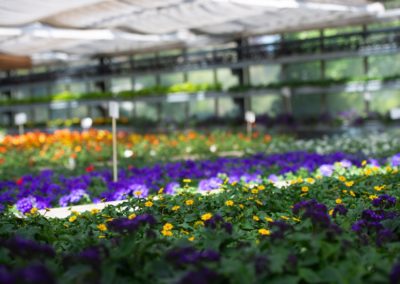 Bunte Sommerblumen
