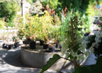 Es blüht so schön bei Blumen Mehnert