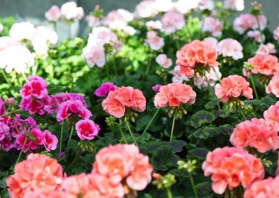 Geranien alle Farben