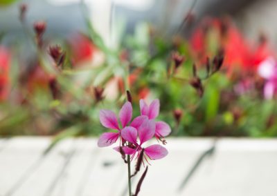 Hängegeranie rosa