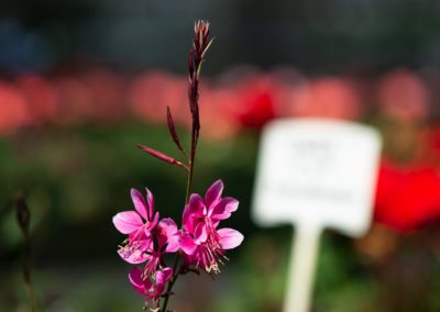 Rosafarbene Blüte