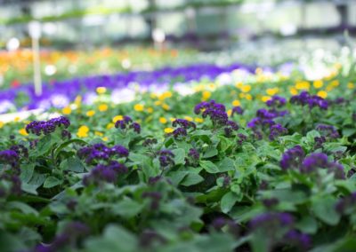 Selbstgezogene Sommerblumen Violett + Gelb