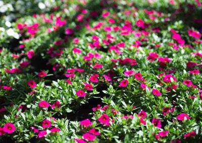 Zauberglöckchen pink